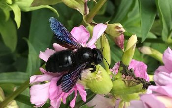 Blauschwarze-Holzbiene